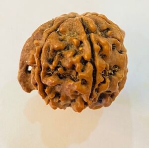 Nepal Ganesh Rudraksha