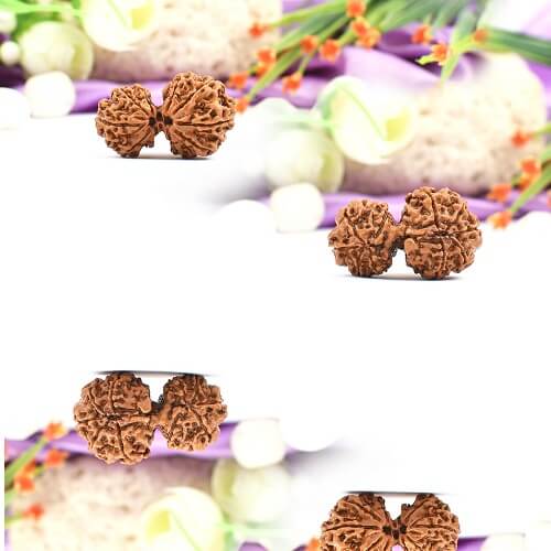 Nepal Garbh Gauri Rudraksha