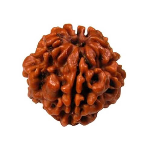 Nepal Rudraksha
