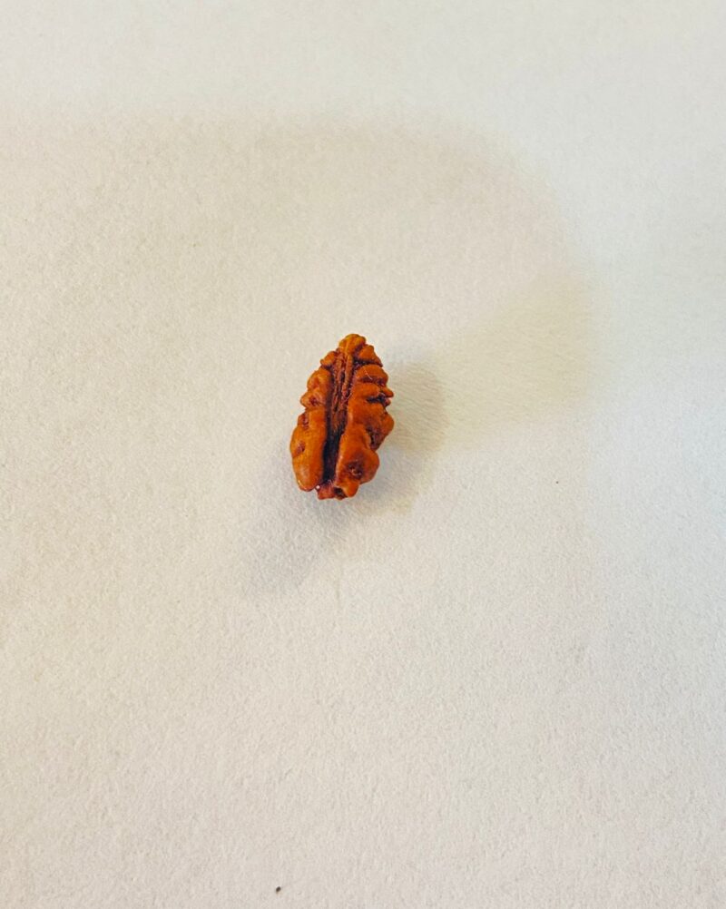 Indonesian Rudraksha - Image 2