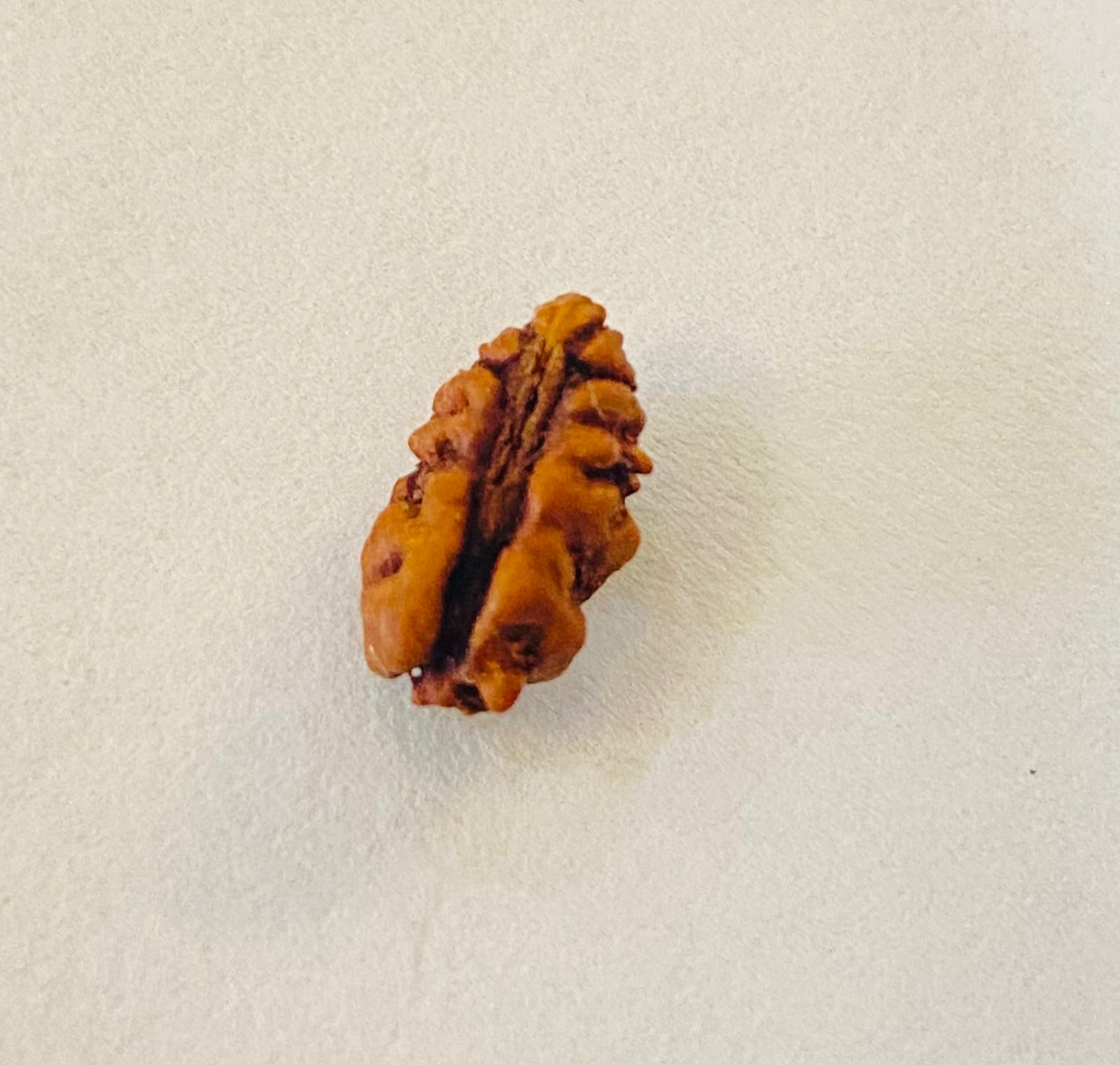 Indonesian Rudraksha