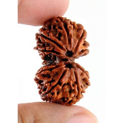 Nepal Gaurishankar Rudraksha