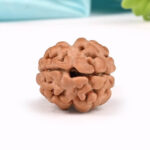 1 Mukhi Nepali Rudraksha