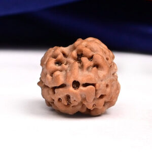 2 Mukhi Nepali Rudraksha