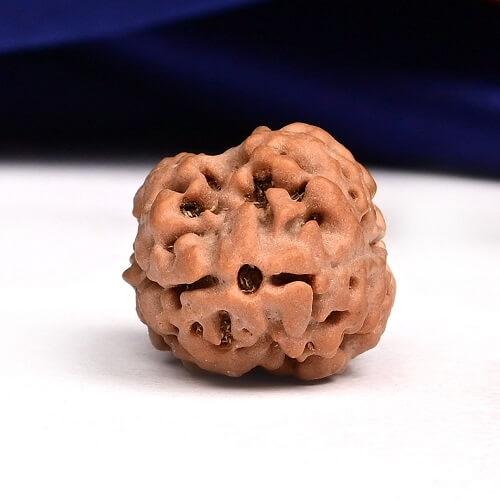 2 Mukhi Nepali Rudraksha