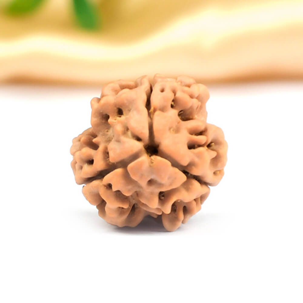 3 Mukhi Nepali Rudraksha