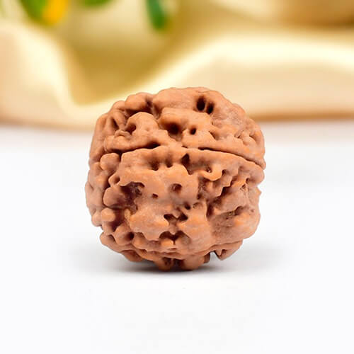 4 Mukhi Nepali Rudraksha