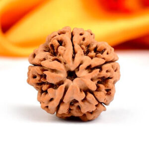 5 Mukhi Nepali Rudraksha