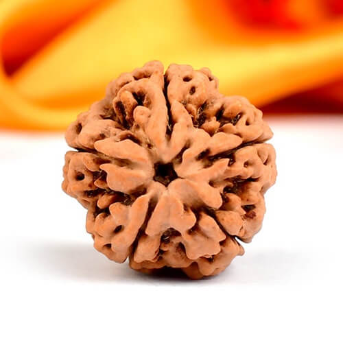 5 Mukhi Nepali Rudraksha