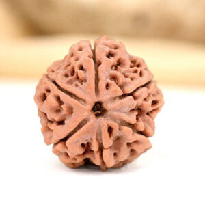 6 Mukhi Nepali Rudraksha