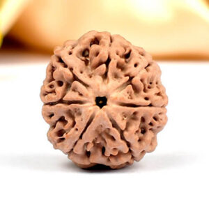 7 Mukhi Nepali Rudraksha