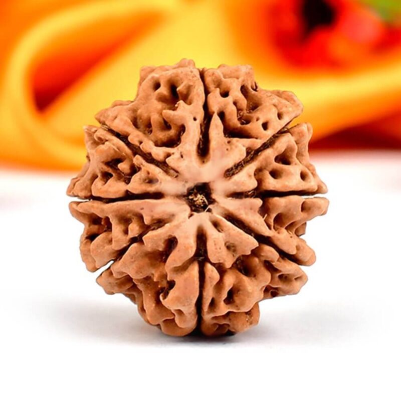 8 Mukhi Nepali Rudraksha