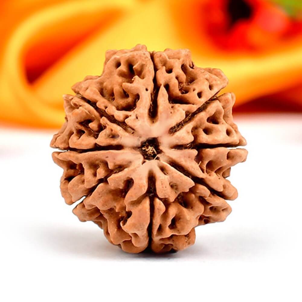8 Mukhi Nepali Rudraksha