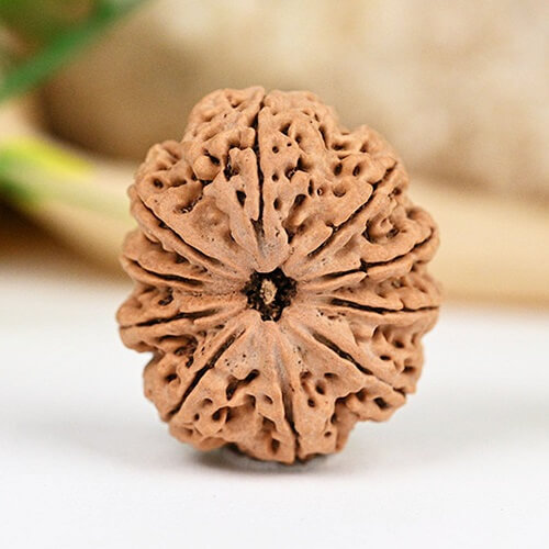 10 Mukhi Nepali Rudraksha