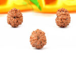 10 Mukhi Indonesian Rudraksha