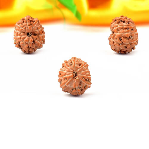 10 Mukhi Indonesian Rudraksha