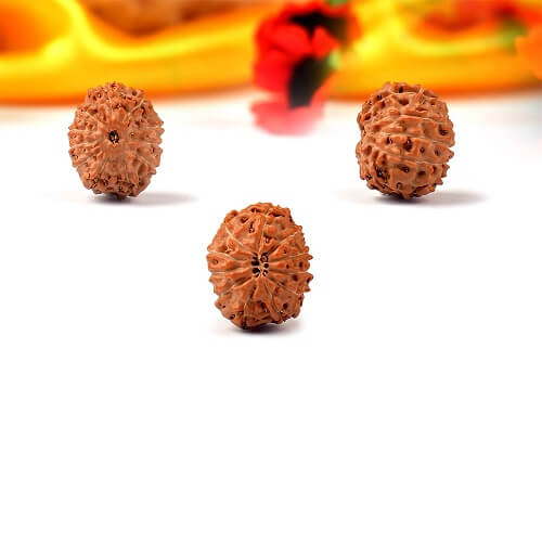 11 Mukhi Indonesian Rudraksha