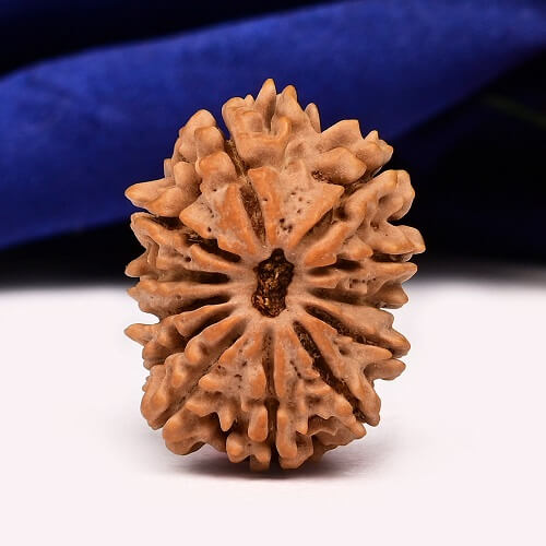 12 Mukhi Nepali Rudraksha