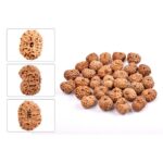 12 Mukhi Indonesian Rudraksha