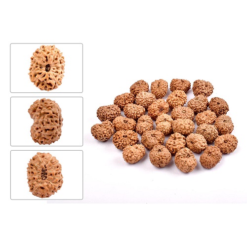 12 Mukhi Indonesian Rudraksha