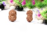 13 Mukhi Indonesian Rudraksha