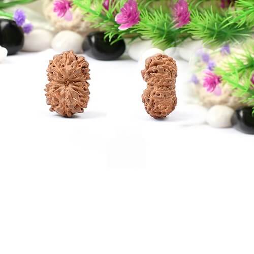 13 Mukhi Indonesian Rudraksha