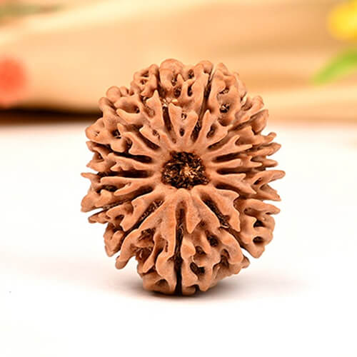 13 Mukhi Nepali Rudraksha