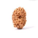 14 Mukhi Indonesian Rudraksha