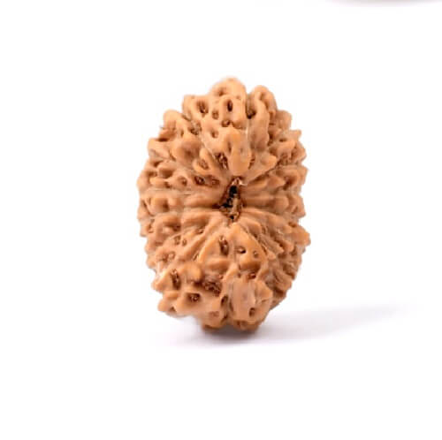 14 Mukhi Indonesian Rudraksha