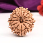 14 Mukhi Rudraksha