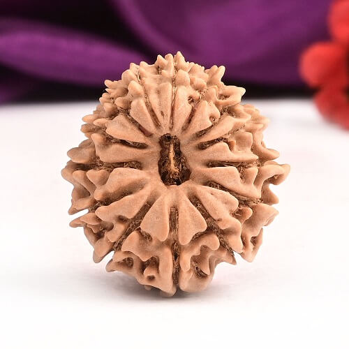 14 Mukhi Rudraksha