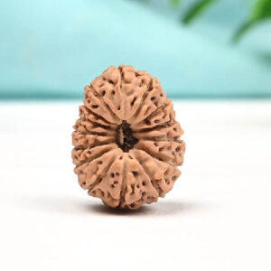 15 Mukhi Indonesian Rudraksha