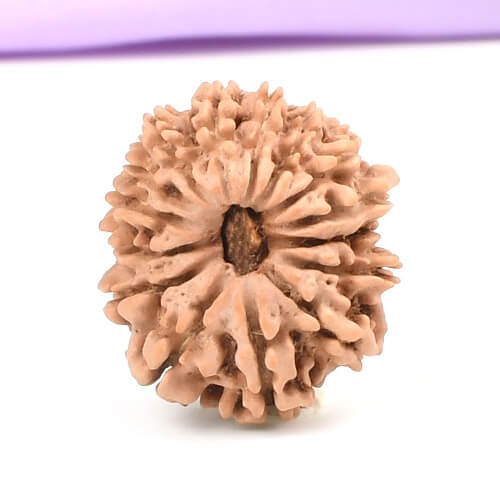 15 Mukhi Rudraksha