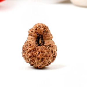 16 Mukhi Indonesian Rudraksha
