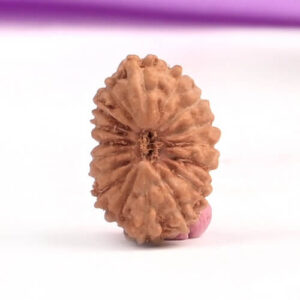 17 Mukhi Indonesian Rudraksha
