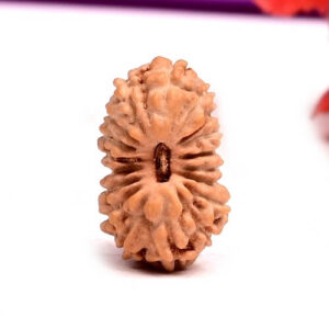 18 Mukhi Indonesian Rudraksha