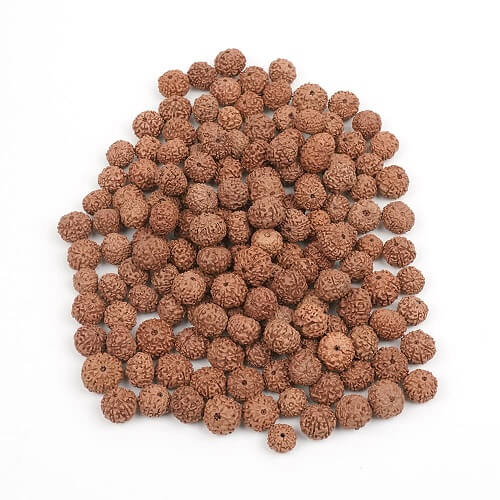 8 Mukhi Indonesia Rudraksha