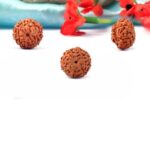 9 Mukhi Indonesian Rudraksha