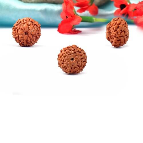 9 Mukhi Indonesian Rudraksha