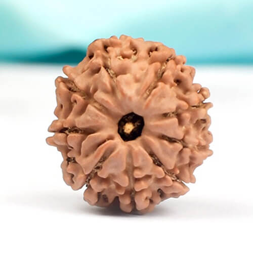 9 Mukhi Nepali Rudraksha