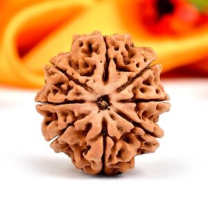 8 Mukhi Nepali Rudraksha
