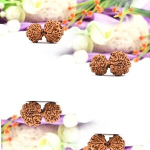 Nepal Garbh Gauri Rudraksha