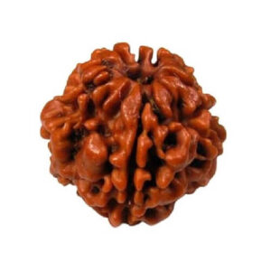 Nepal Rudraksha