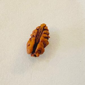 Indonesian Rudraksha